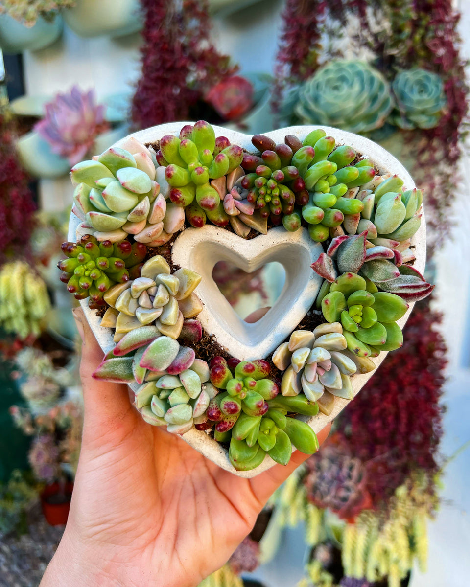 Wooden Succulent Heart DIY Kit – In Succulent Love