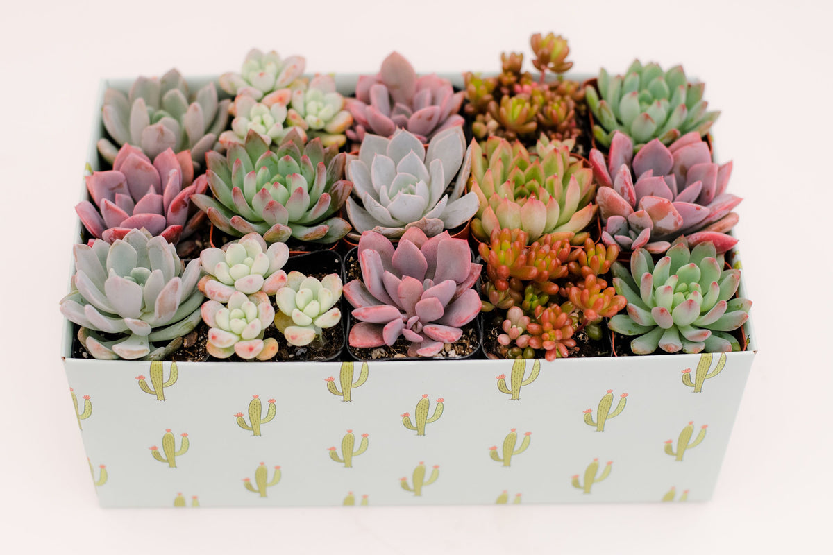 Classic Succulent Gift Box – In Succulent Love