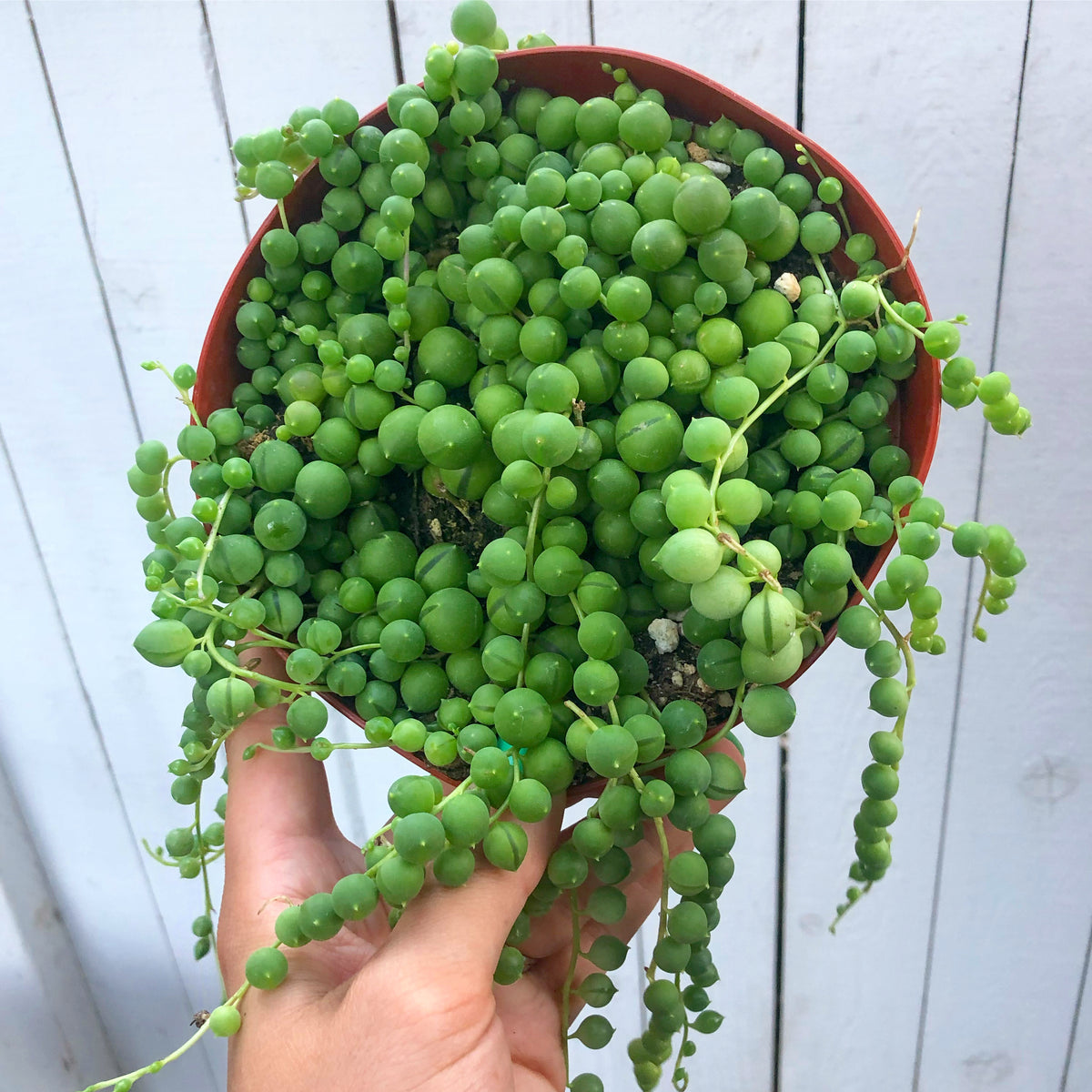 String of pearls (Senecio rowleyanus)