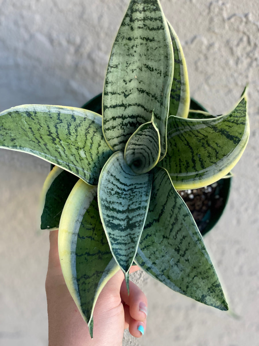 Sansevieria Hahnii Silver Star Variegated – In Succulent Love