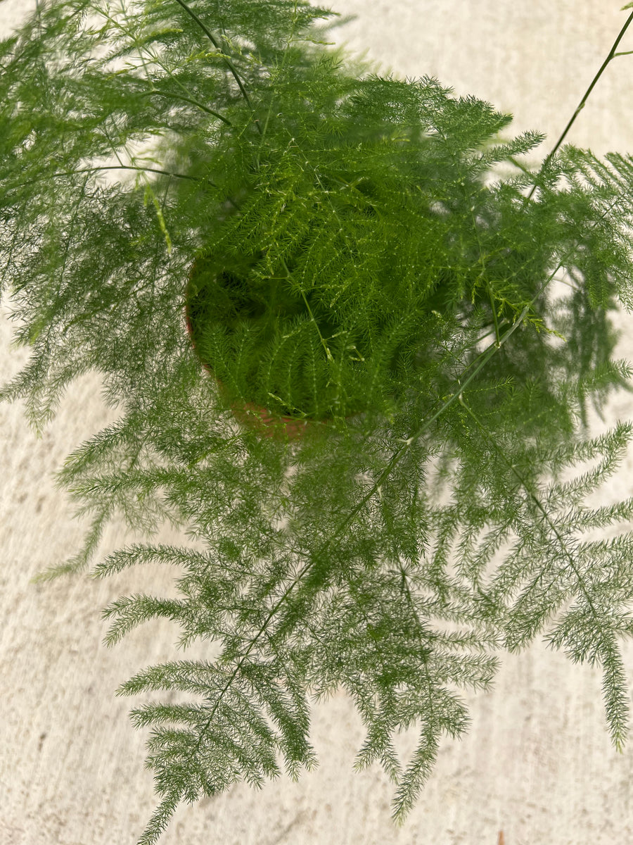 Plumosa Fern Garland