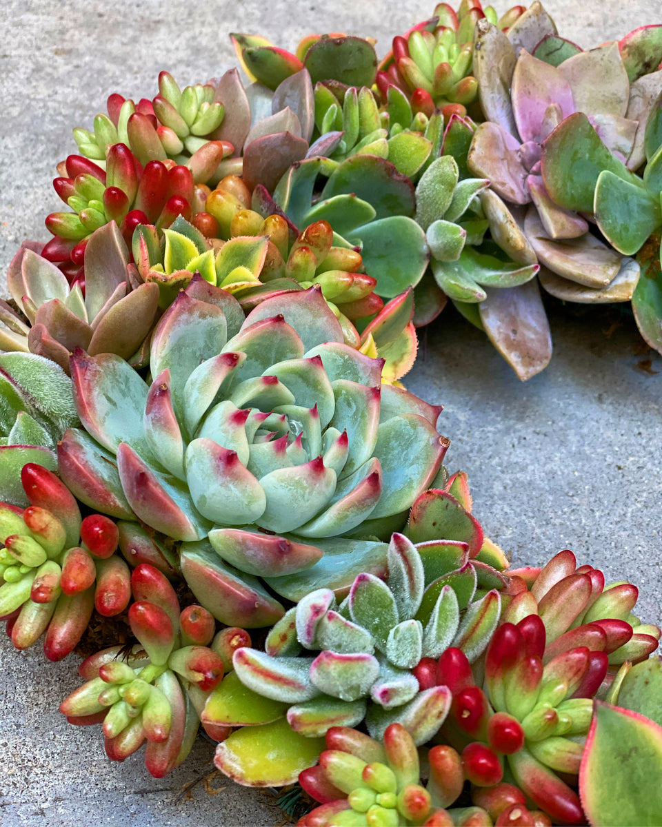 Wooden Succulent Heart DIY Kit – In Succulent Love