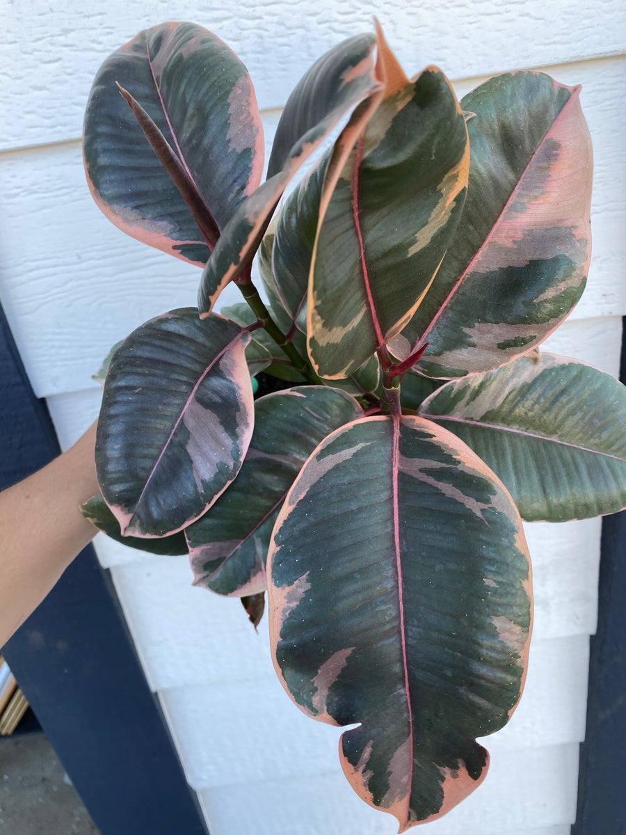 Pink Rubber Plant – GreenParadiseLive