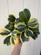 Hoya Kerrii Variegated Hoya Heart ('SweetHeart')