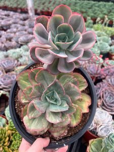 Variageted Echeveria Pelusida  Gigantea