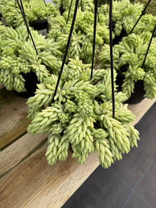 Pointy Sedum Donkey Tail