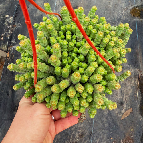 Crassula Baby Necklace