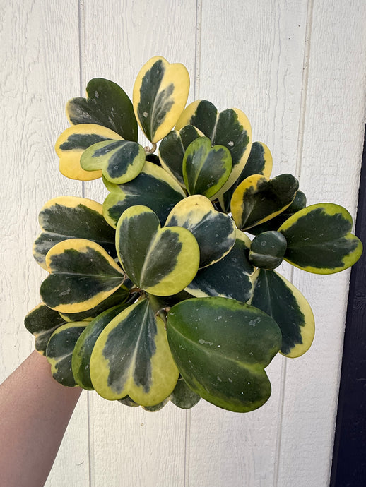 Hoya Kerrii Variegated Hoya Heart ('SweetHeart')