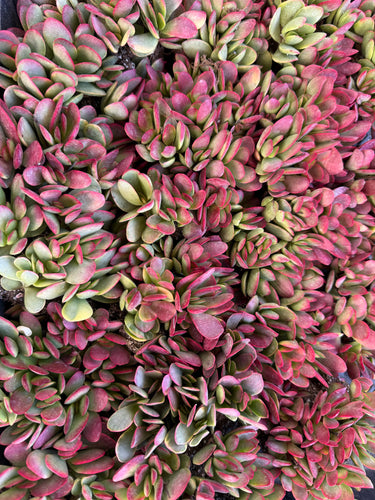 Crassula Platyphylla Variegata ( Pink Jade )