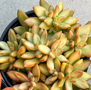 Sedum Adolphi ‘Golden’