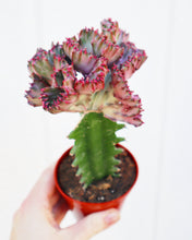 Euphorbia Lactea Grafted Coral Cactus