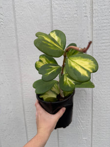 Hoya Kerrii Reverse Variegated Hoya Heart ('SweetHeart')