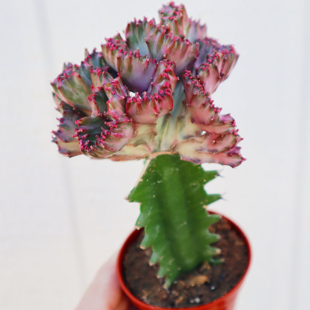 Euphorbia Lactea Grafted Coral Cactus