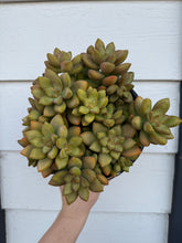 Sedum Adolphi ‘Guacamole’