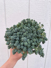 Sedum Dasyphyllum 'Major'