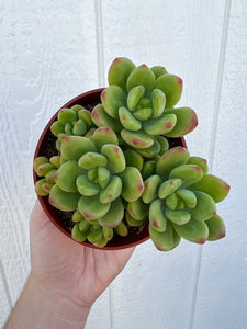 Colorful 4in Cluster Set (3 Succulents)