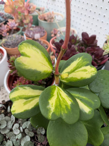 Hoya Kerrii Reverse Variegated Hoya Heart ('SweetHeart')