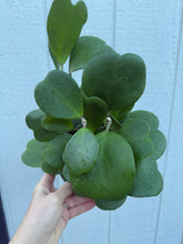 Hoya Kerrii Green Heart