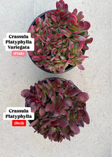 Crassula Platyphylla ( Red )