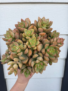 Sedum Adolphi ‘Golden Glow’