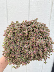 Sedum Little Missy