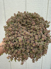 Sedum Little Missy