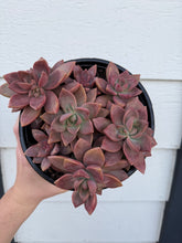 Graptosedum California Sunset Hybrid (Thick Leaves)