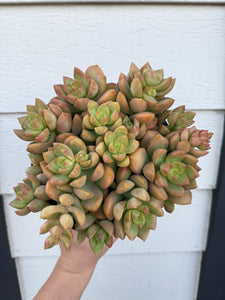 Sedum Adolphi ‘Golden Glow’