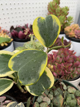 Hoya Kerrii Variegated Hoya Heart ('SweetHeart')