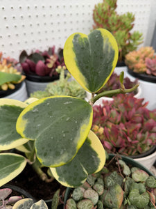 Hoya Kerrii Variegated Hoya Heart ('SweetHeart')