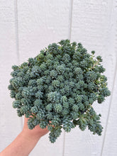 Sedum Dasyphyllum 'Major'