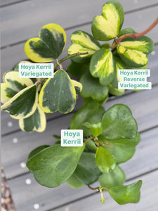 Hoya Kerrii Variegated Hoya Heart ('SweetHeart')