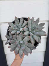 Pachyphytum Moonsilver