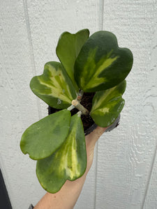 Hoya Kerrii Reverse Variegated Hoya Heart ('SweetHeart')