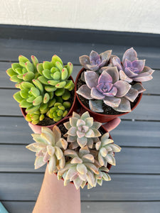 Colorful 4in Cluster Set (3 Succulents)