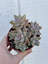 Colorful 4in Cluster Set (3 Succulents)