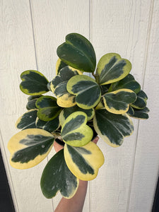 Hoya Kerrii Variegated Hoya Heart ('SweetHeart')