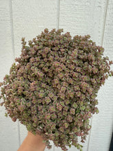 Sedum Little Missy