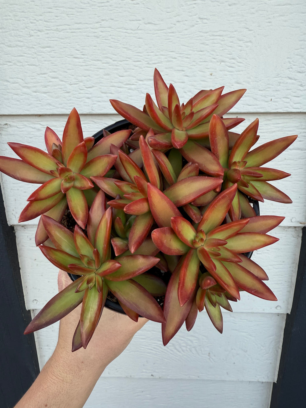 Sedum Adolphi ‘Firestorm’