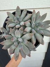 Pachyphytum Moonsilver