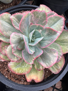 Variageted Echeveria Pelusida  Gigantea