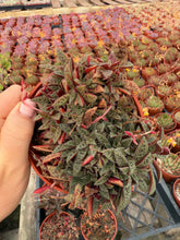 Crassula Tiger Jade Picturata