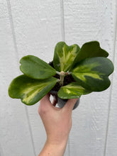 Hoya Kerrii Reverse Variegated Hoya Heart ('SweetHeart')