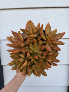 Sedum Adolphi ‘Sunset’