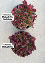 Crassula Platyphylla Variegata ( Pink Jade )