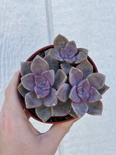 Colorful 4in Cluster Set (3 Succulents)