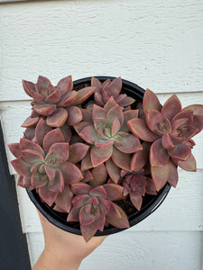 Graptosedum California Sunset Hybrid (Thick Leaves)