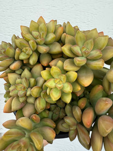 Sedum Adolphi ‘Guacamole’