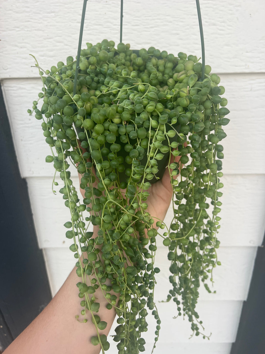 Senecio String of Pearls (Senecio Rowleyanus)