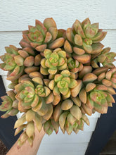 Sedum Adolphi ‘Golden Glow’